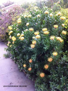 Leucospermum 'Veldfire'